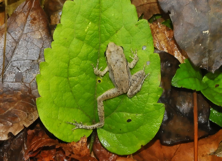 Rana italica - Rana appenninica